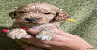 Cockapoo dogs - Advert 6