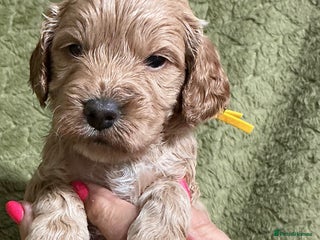 Cockapoo dogs - Advert 1