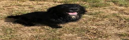 Cocker Spaniel dogs for sale: 1st Class ⭐️⭐️⭐️⭐️⭐️ Licensed - Advert 2