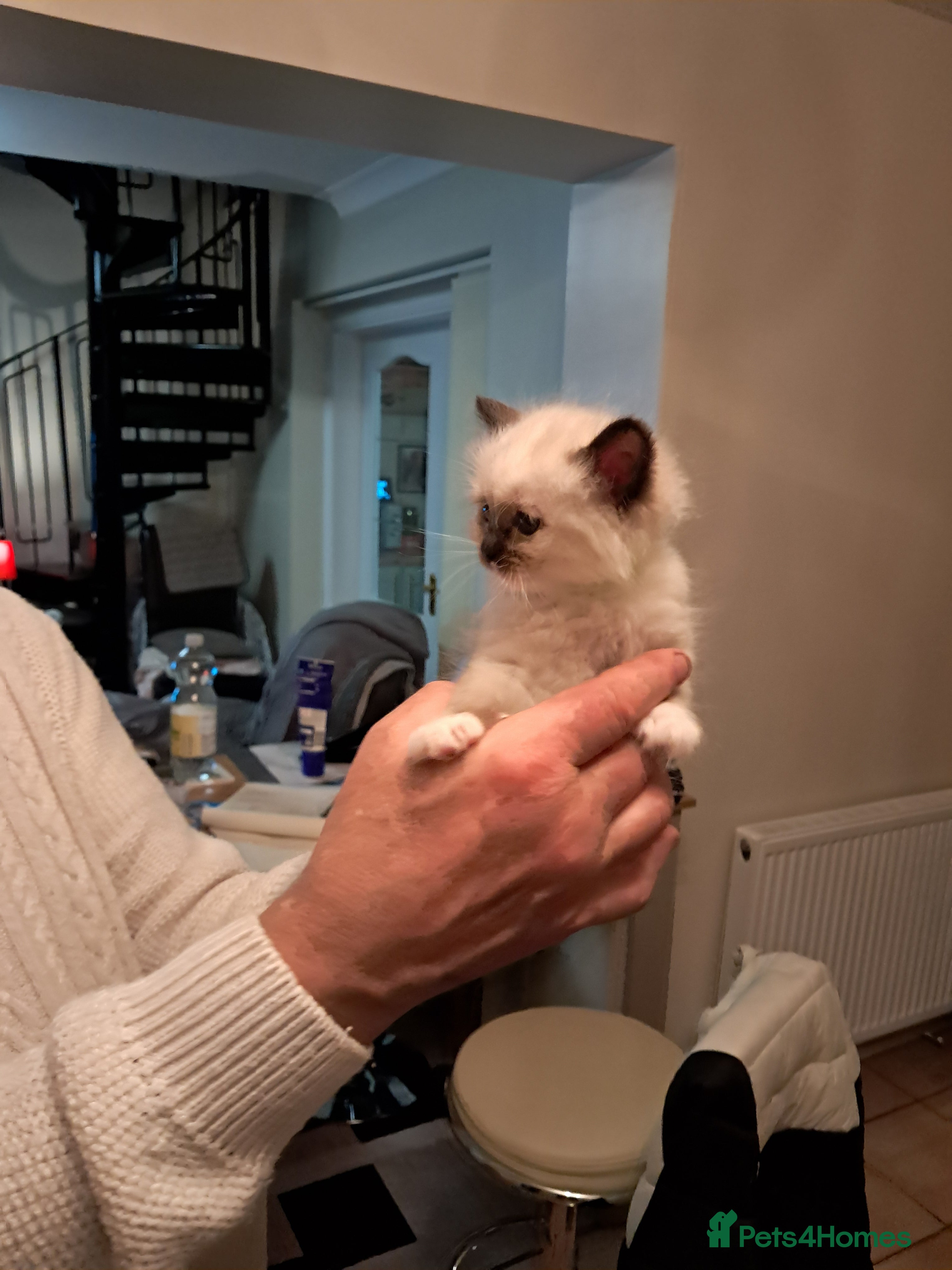 Ragdoll cats Adorable GCCF Ragdoll kittens - Advert 9