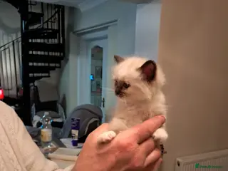 Ragdoll cats Adorable GCCF Ragdoll kittens - Advert 9