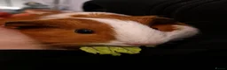 Guinea Pig rodents for sale: Guinea pigs and full set up - Advert 7