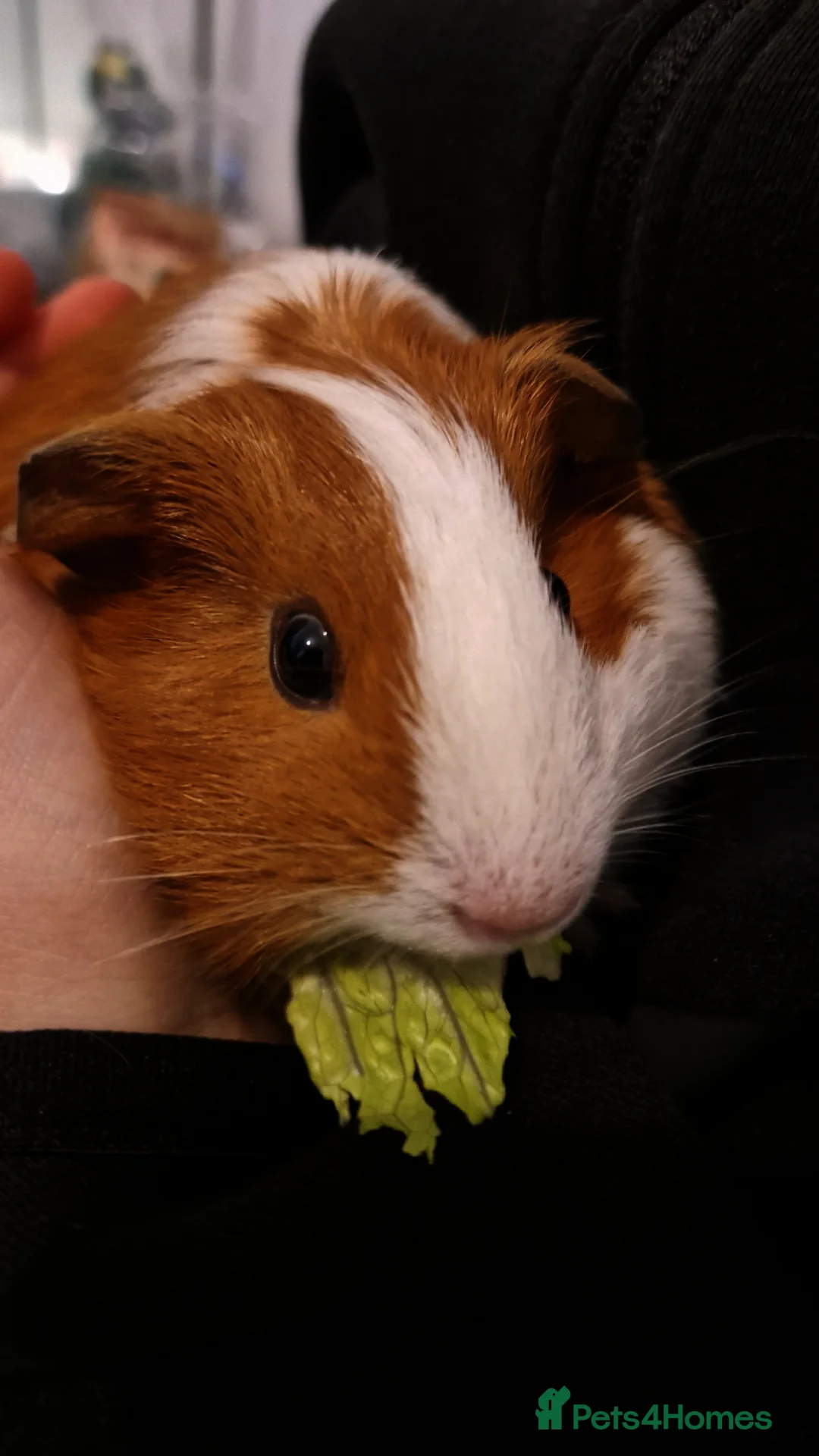 Guinea Pig rodents for sale: Guinea pigs and full set up - Advert 7