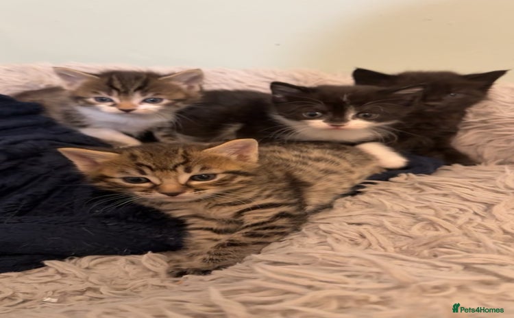 Mixed Breed cats - Advert 1