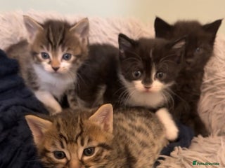 Mixed Breed cats - Advert 36