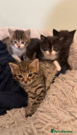 Mixed Breed cats - Advert 12