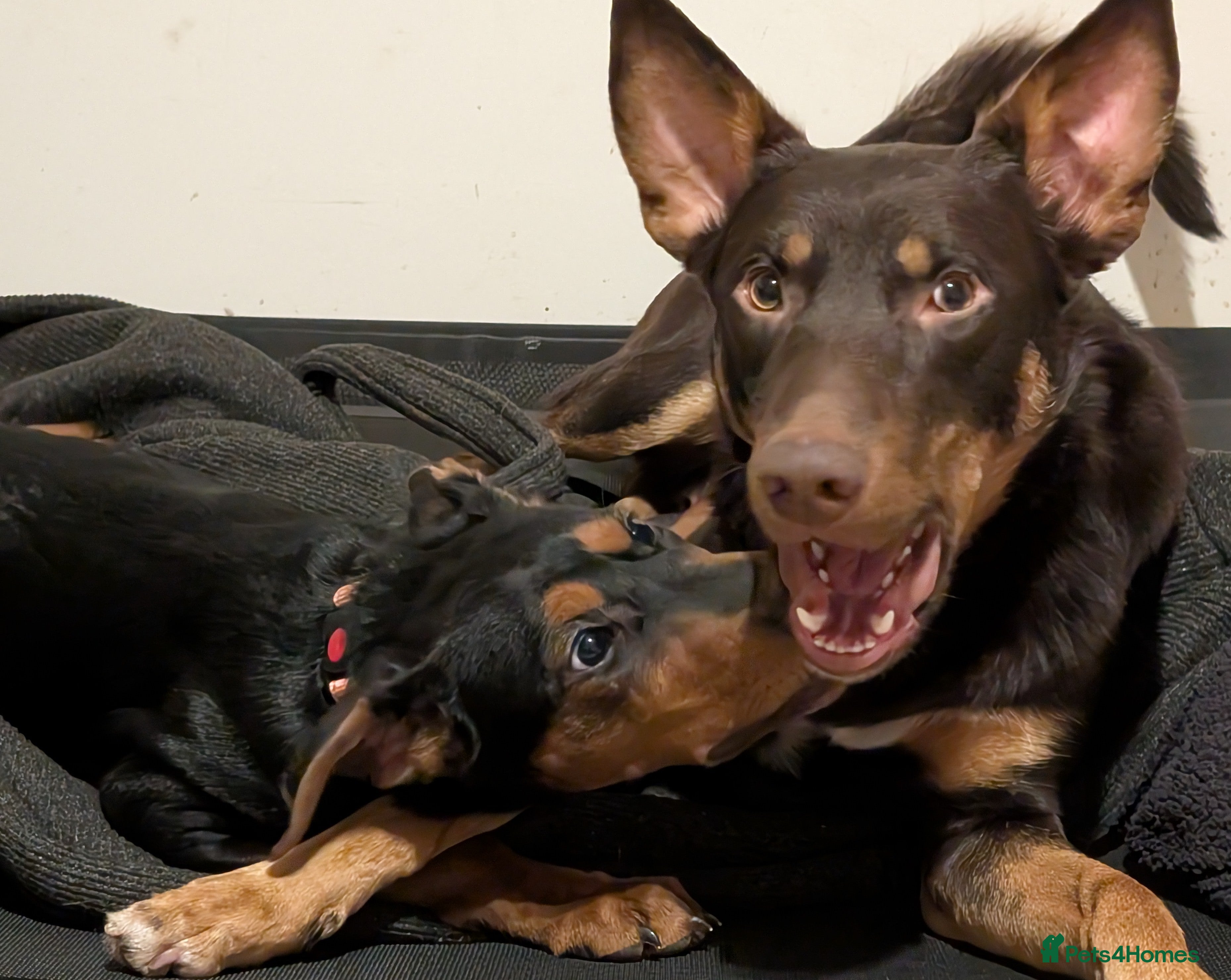 Mixed Breed dogs CRD x Kelpie female - Advert 3