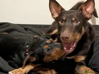 Mixed Breed dogs CRD x Kelpie female - Advert 3