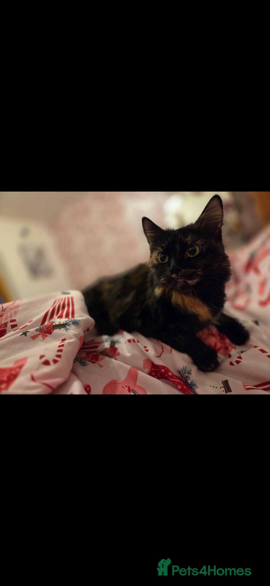 Mixed Breed cats for sale: Female cat  - Advert 4