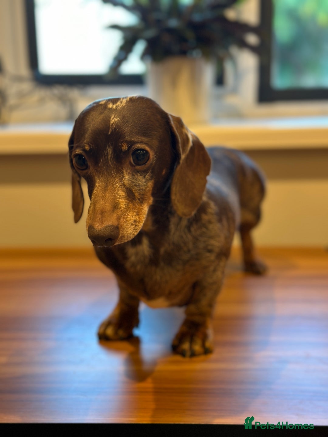 Miniature Dachshund dogs for sale: Adult miniature dachshund  - Advert 3