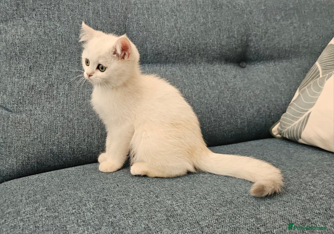 Scottish Fold cats for sale: Excellent Scottish straight kittens  - Image 11