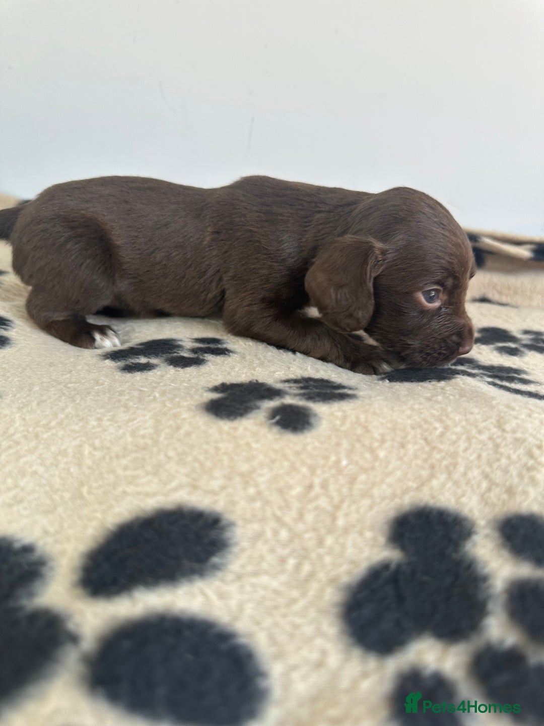 Cocker Spaniel dogs for sale: Working Cocker spaniel puppies  - Image 5