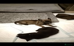 Belgian Shepherd Dog dogs for sale: Belgian malinois puppies  - Image 2