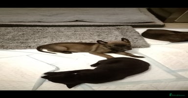 Belgian Shepherd Dog dogs - Advert 9