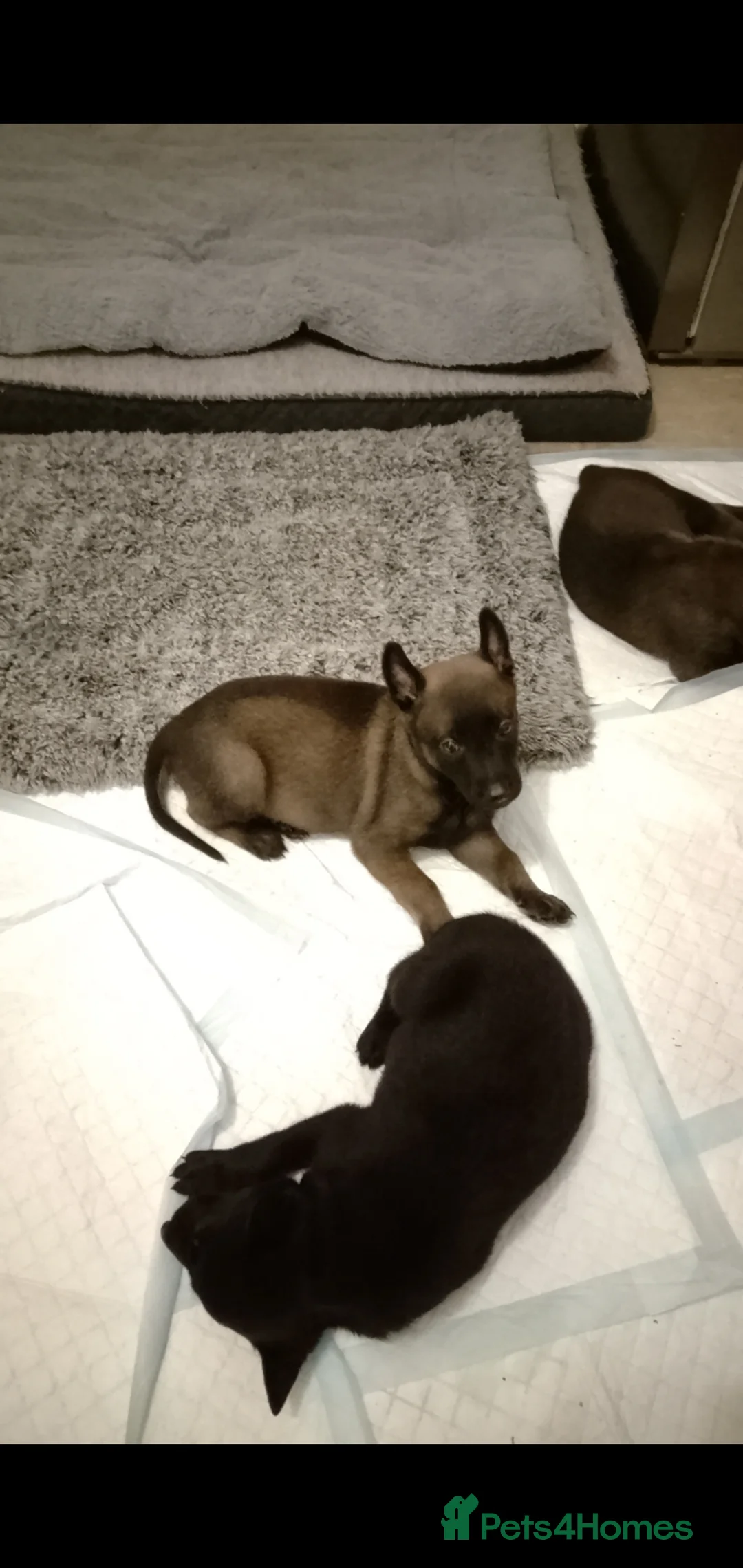 Belgian Shepherd Dog dogs for sale: Belgian malinois puppies  - Advert 2