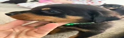 Rottweiler dogs for sale: 🐶🐾 Rottweiler puppies 🐾🐶 - Advert 5