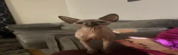 Sphynx cats for sale: Sphynx female cat - Advert 3
