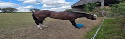 English Thoroughbred horses for sale: Stunning Bay thoroughbred gelding 3 years - Advert 3