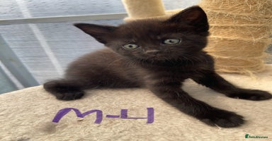 Mixed Breed cats - Advert 2