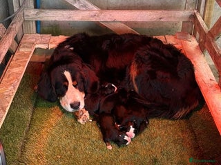 Bernese Mountain Dog dogs Pure Bernese Mountain Dog Puppies Good Blood Line - Advert 13
