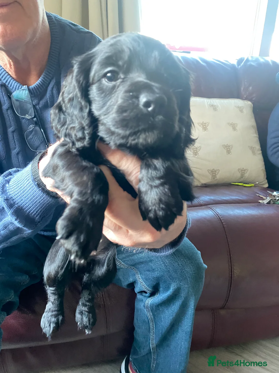 Cocker Spaniel dogs for sale: Cocker spaniel puppies  - Advert 6