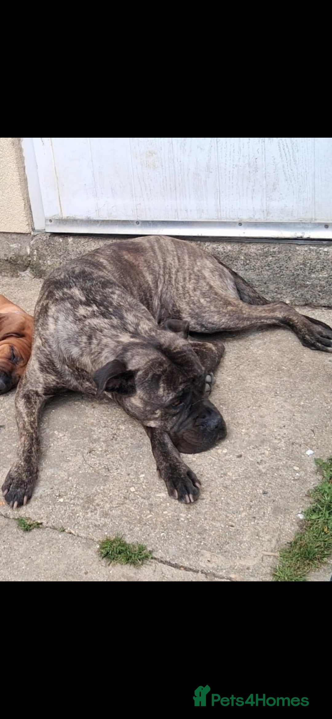 Bullmastiff dogs for sale: Female bullmastiff  - Image 4