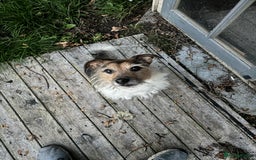 Jack Russell dogs for sale: Male jack russell  - Image 3
