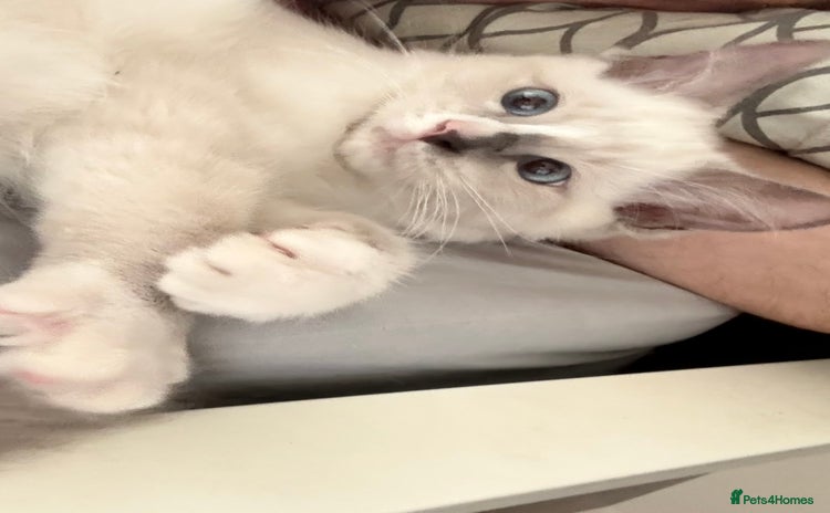 Ragdoll cats - Advert 10