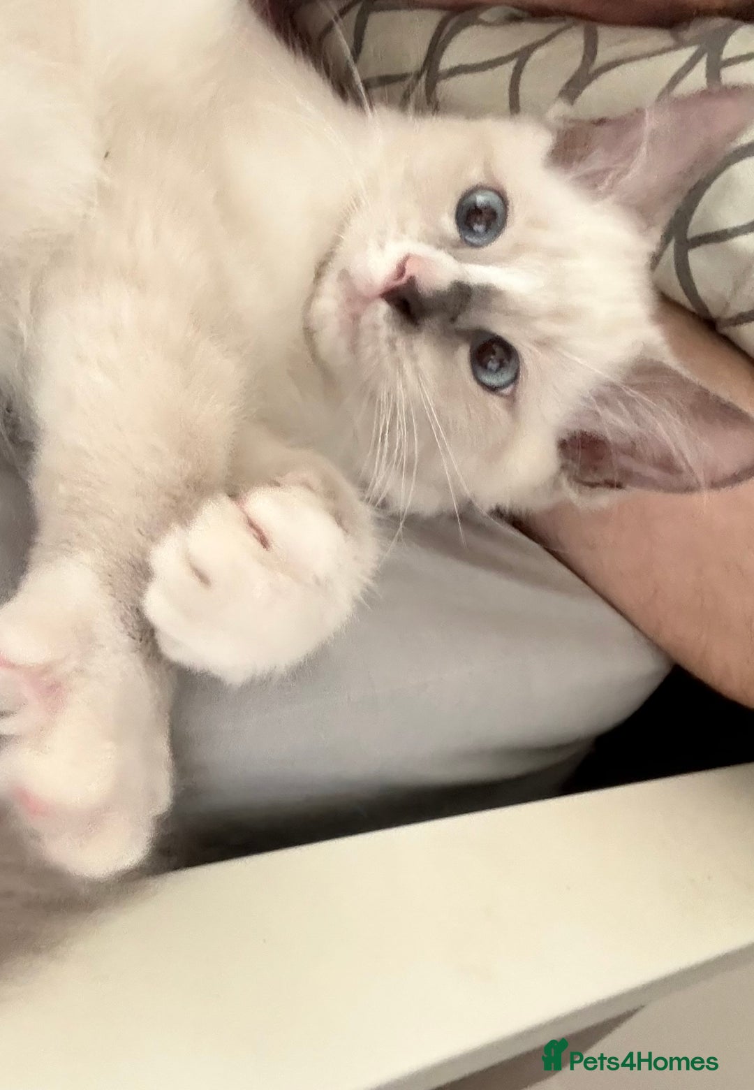 Ragdoll cats for sale: GORGEUS RAGDOLL KITTENS FOR SALE - Image 1
