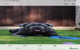 Cane Corso dogs for stud: BLUE CANE CORSO STUD  in Waltham Cross - Image 9
