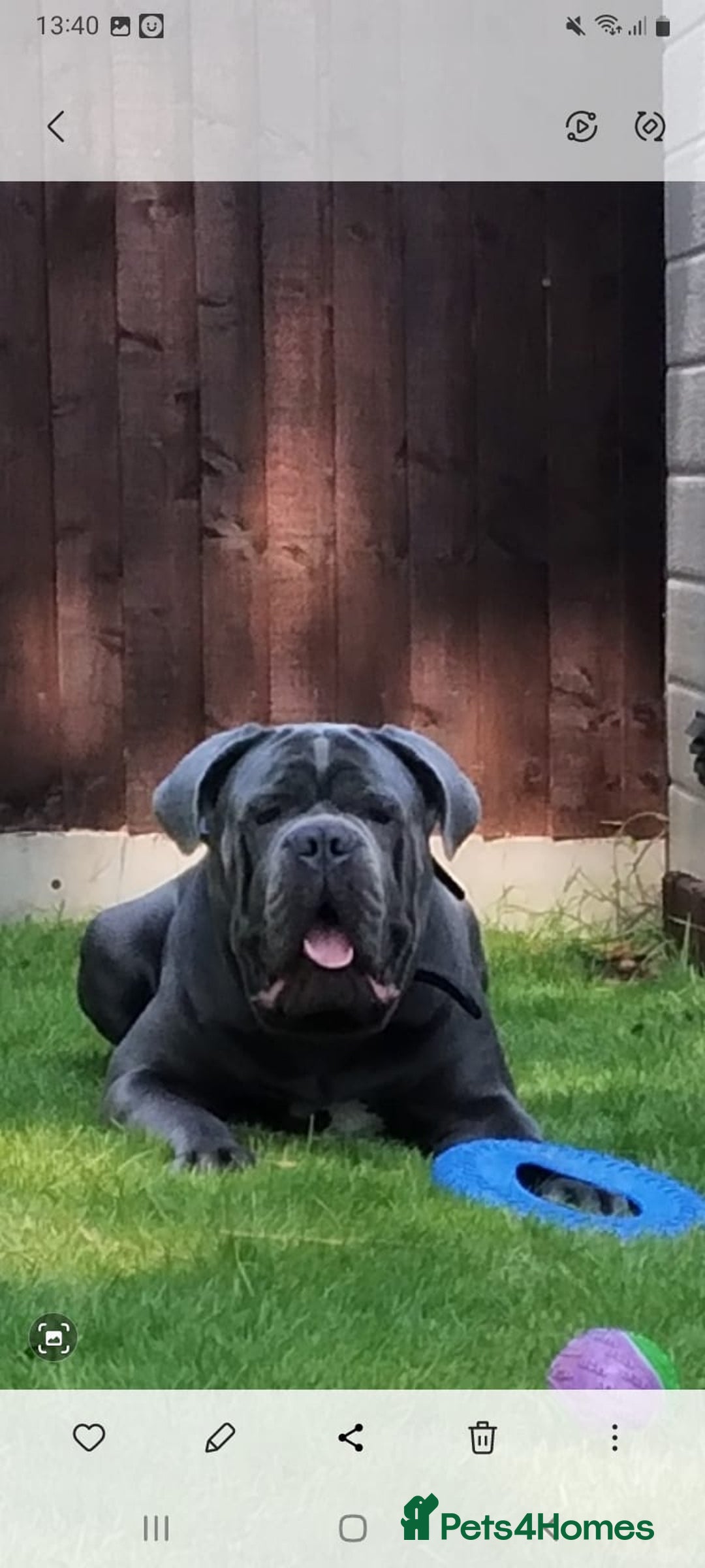 Cane Corso dogs for stud: BLUE CANE CORSO STUD  in Waltham Cross - Image 9