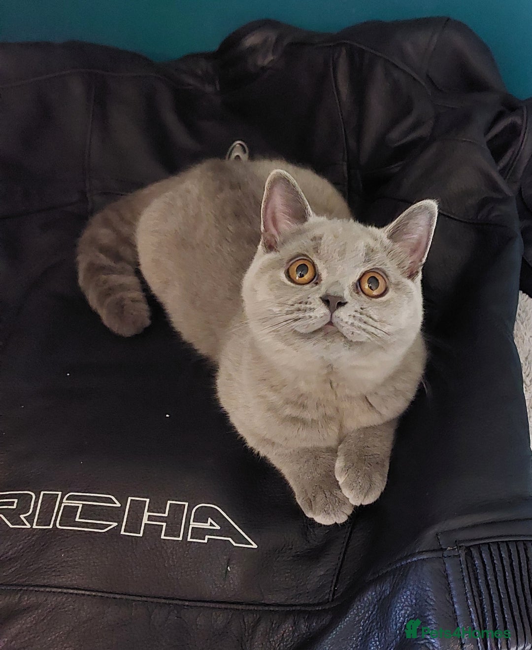 British Shorthair cats for sale: ‼️PRESTIGIOUS‼️🏆CH SIRED FEMAL - Advert 25