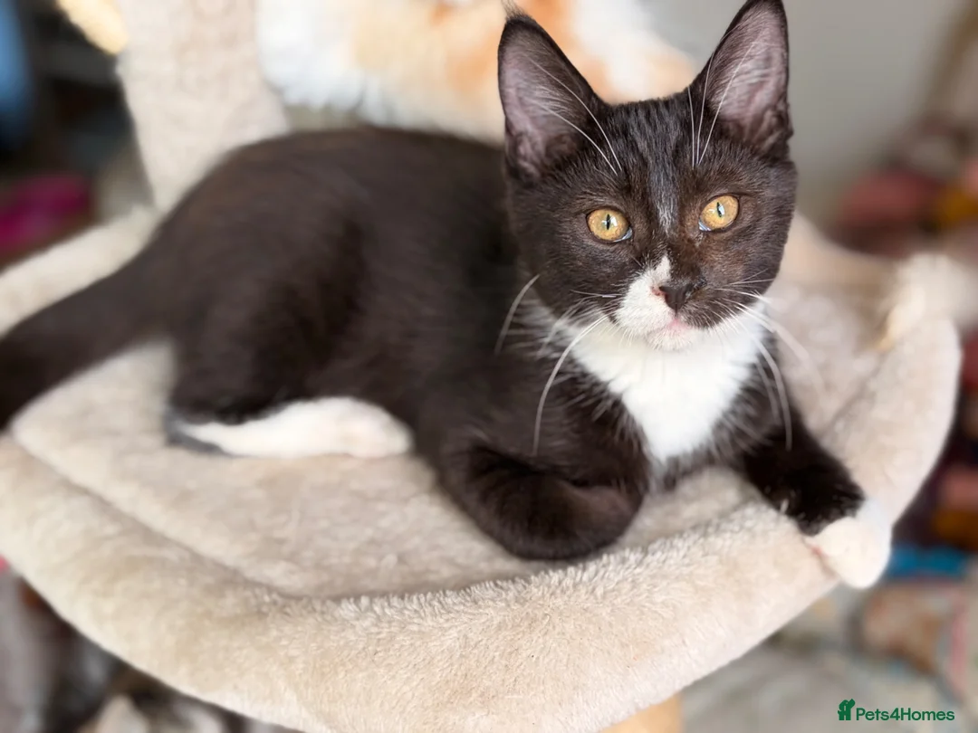 Mixed Breed cats for sale: GORGEOUS KITTENS - Advert 19