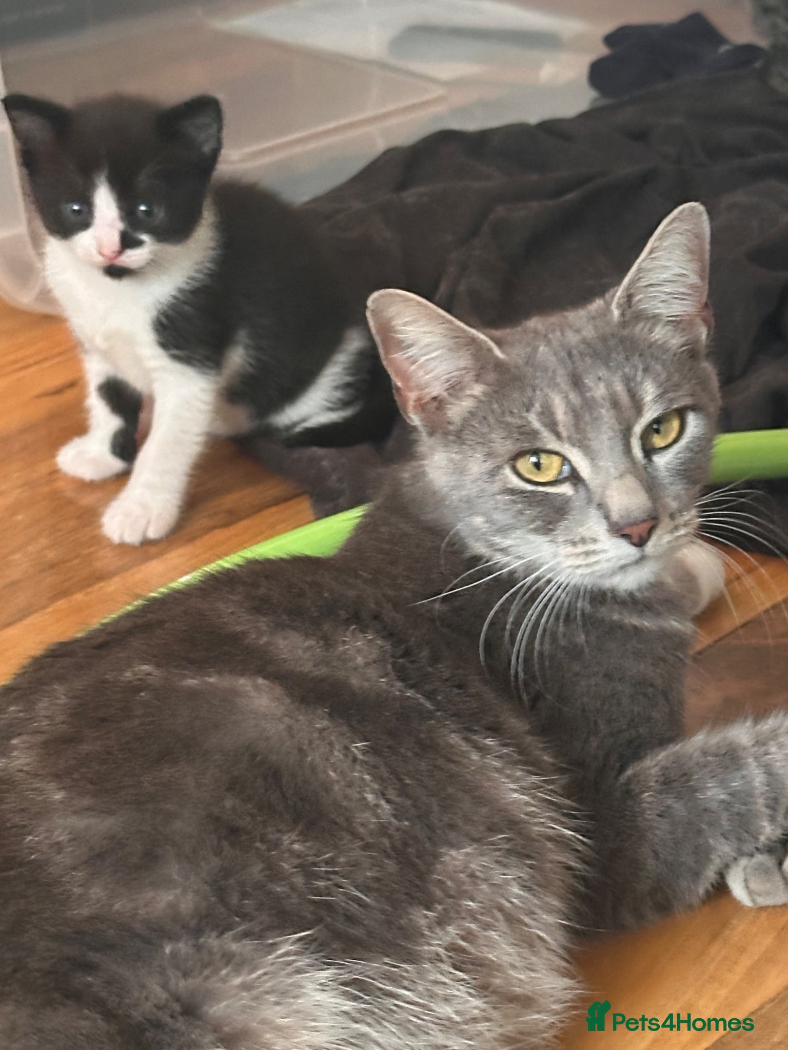 American Shorthair cats Gorgeous kittens for sale - Advert 13