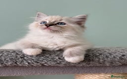 Ragdoll cats for sale: Super Affectionate Ragdoll Kittens Fife Reg - Image 6