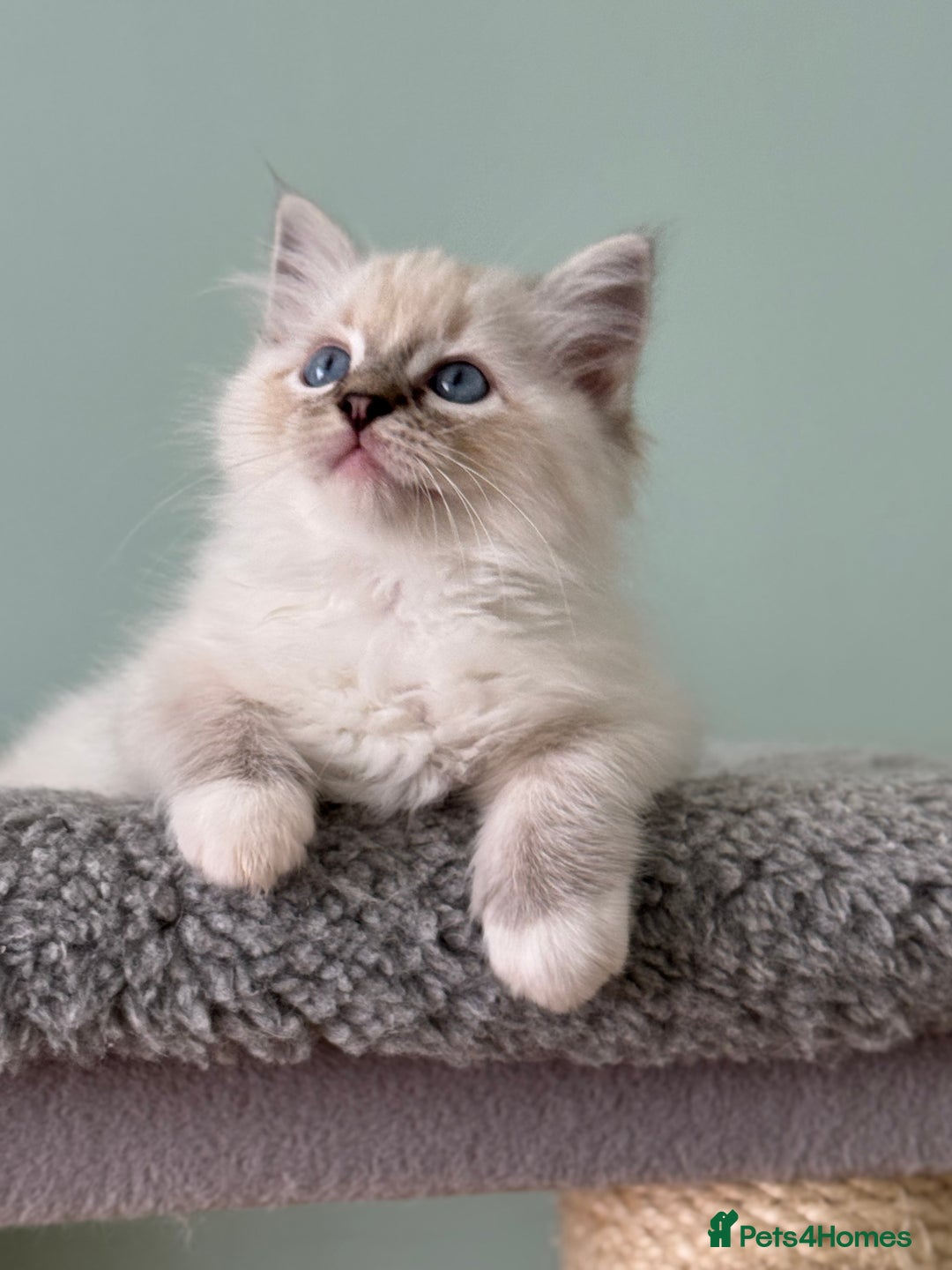 Ragdoll cats for sale: Super Affectionate Ragdoll Kittens Fife Reg - Image 6