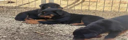 Rottweiler dogs for sale: 🎶Excellent top big 🧸bones quality pups🧸🧸 - Advert 5