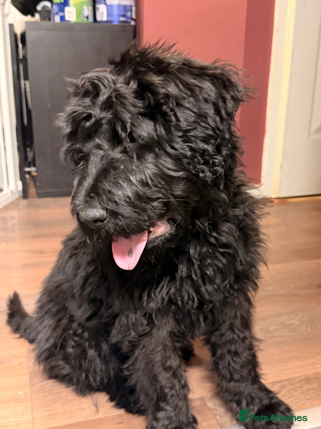 Mixed Breed dogs for sale: St Berdoodle  - Image 1