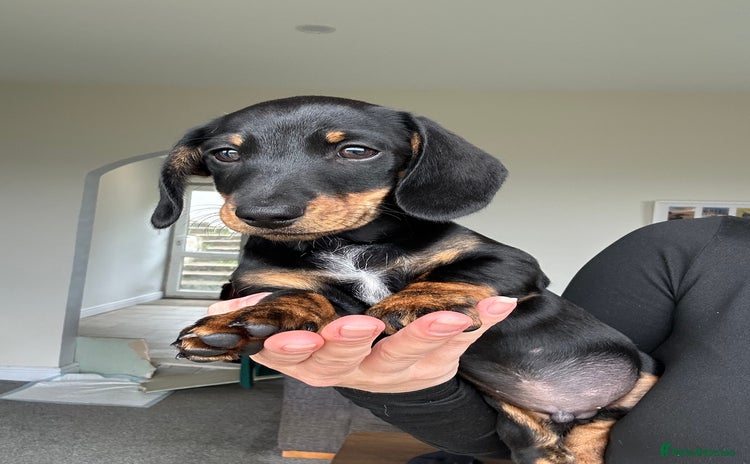 Miniature Dachshund dogs - Advert 6