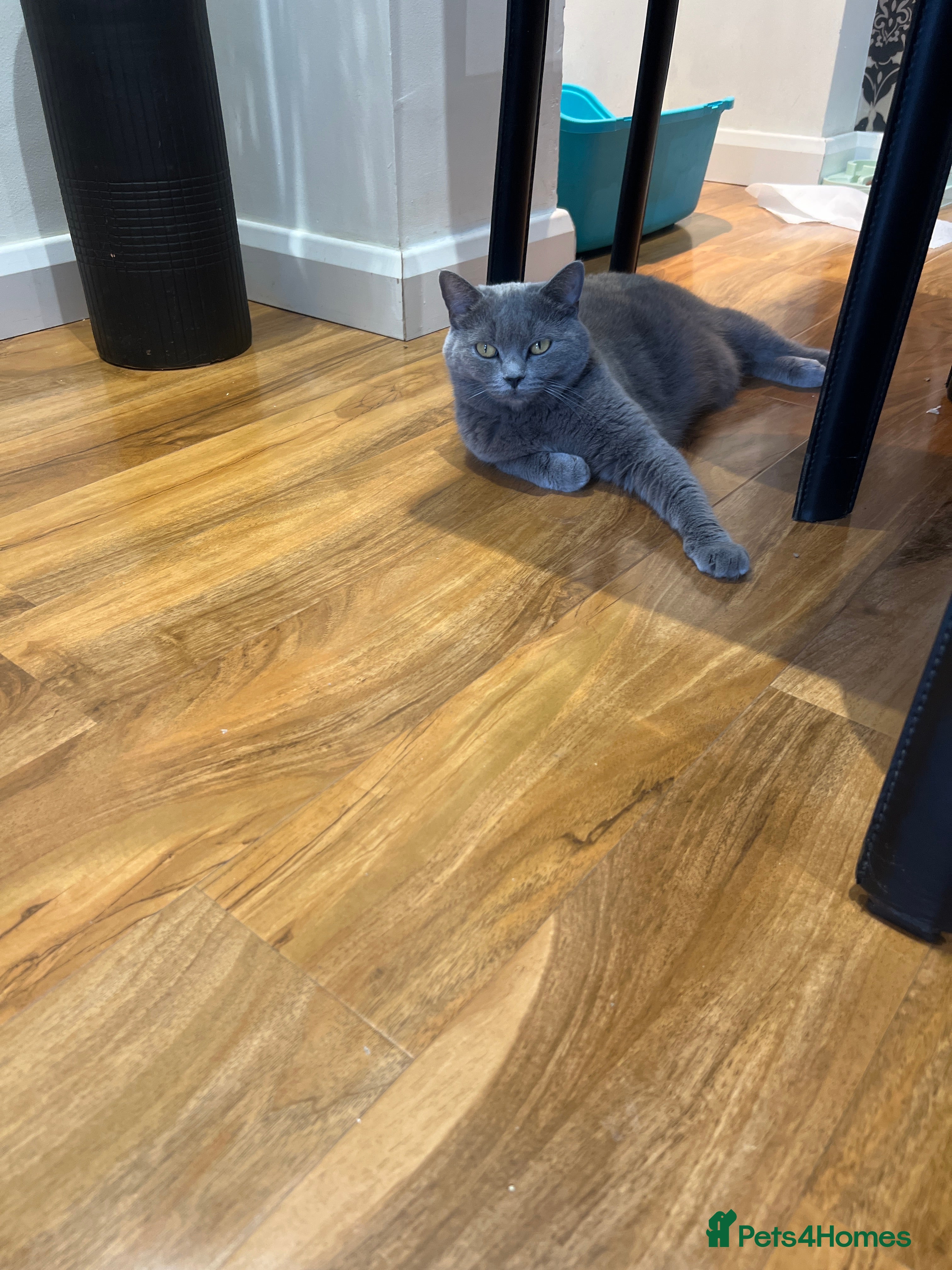 British Shorthair cats Super playful kitten looking for a loving home! 🐾 - Advert 1