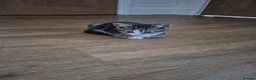 Mixed Breed cats for sale: Kittens for sale - Advert 9