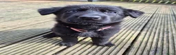German Shepherd dogs for sale: German Shepherd Pups - Advert 2