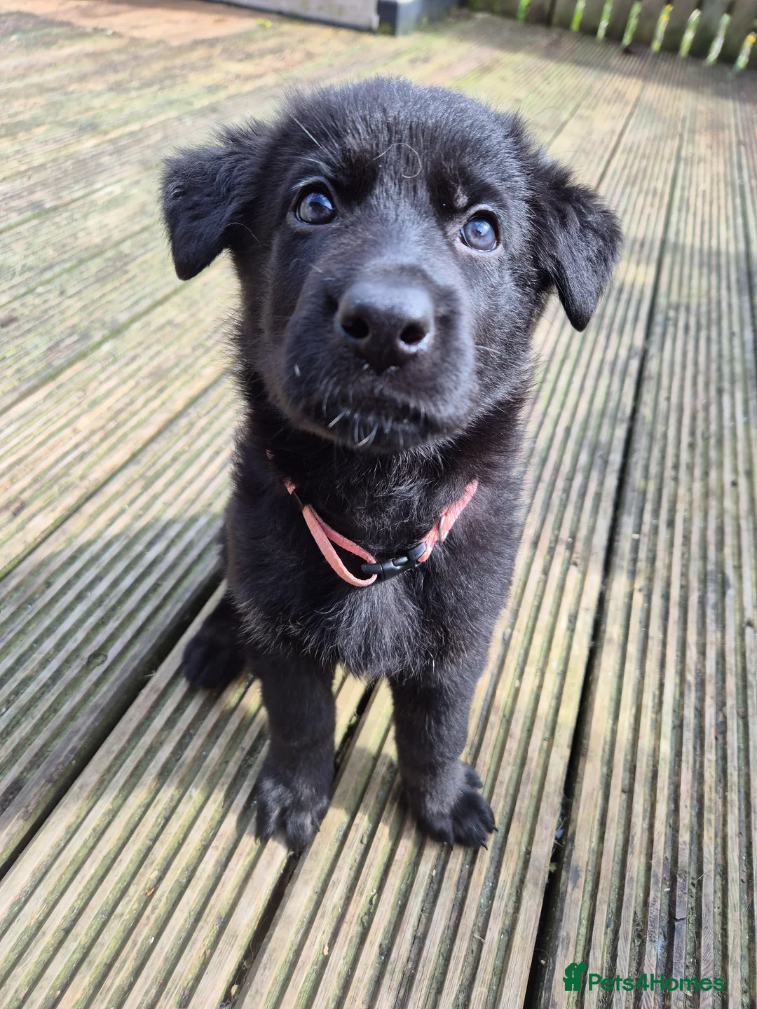 German Shepherd dogs for sale: German Shepherd Pups - Advert 2