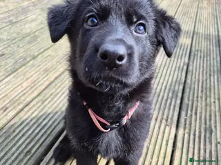 German Shepherd dogs German Shepherd Pups - Advert 7