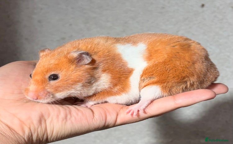 Hamster rodents - Advert 4