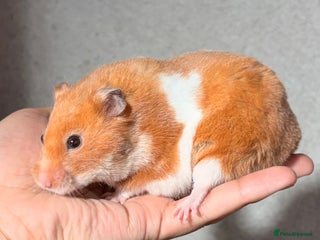 Hamster rodents - Advert 3