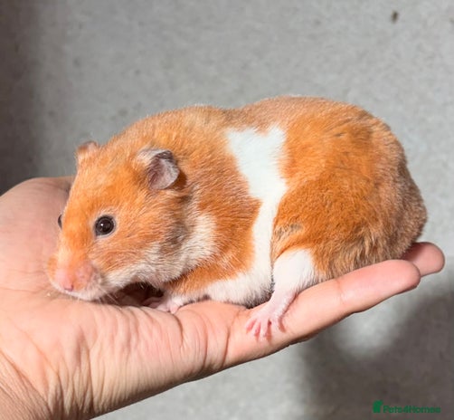 Hamster rodents - Advert 2