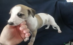 Whippet dogs for sale: Whippet pups ready now  - Image 8