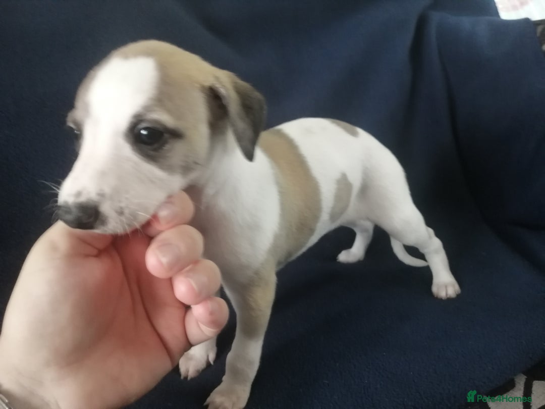 Whippet dogs for sale: Whippet pups ready now  - Image 8