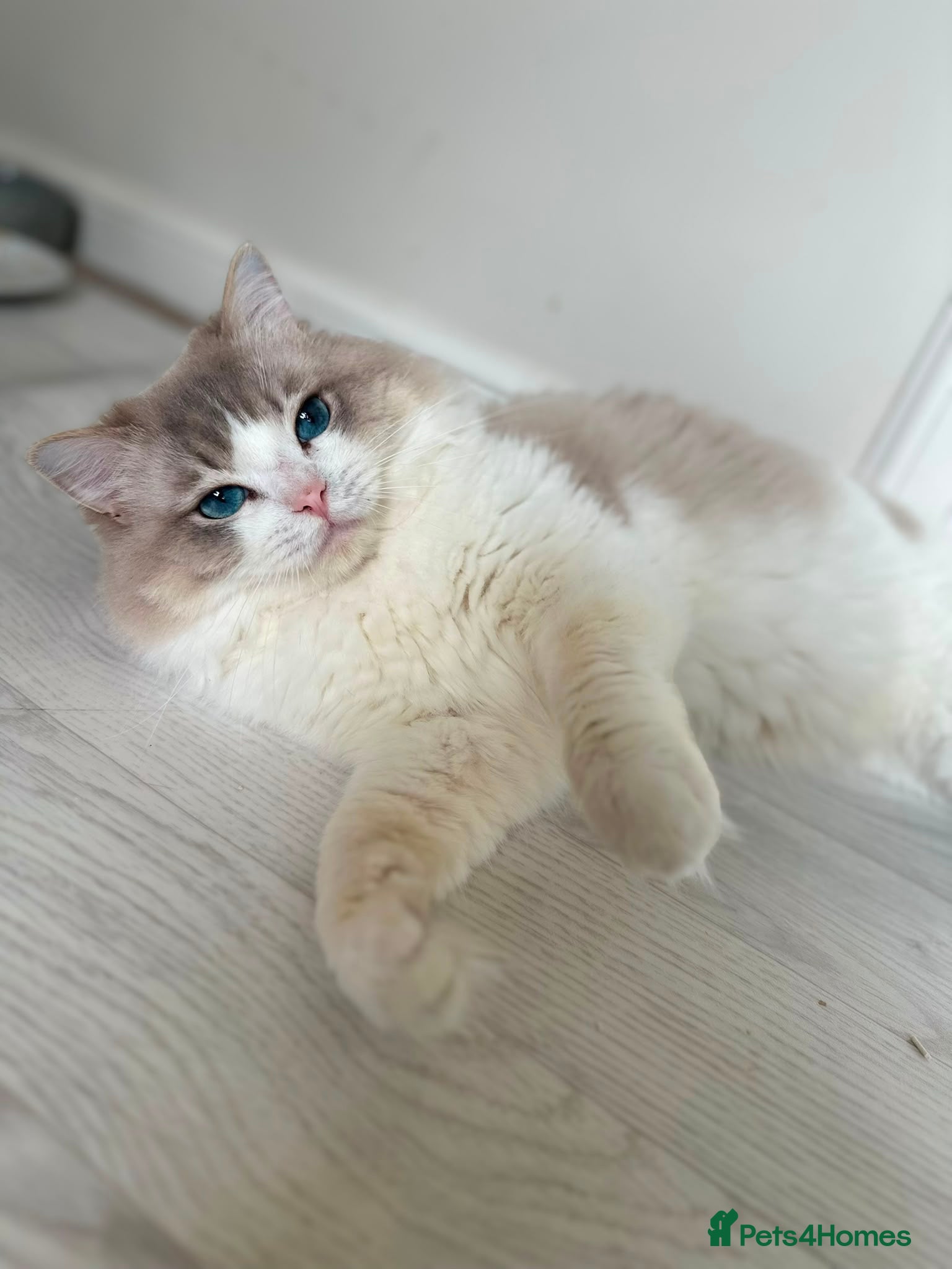 Ragdoll cats Ragdoll stud  - Advert 1